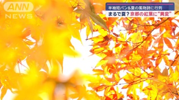 まるで夏？京都の紅葉に“異変”　キャベツは“巨大化”…　異例の暖かさいつまで？