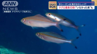 今シーズンは海がおかしい！？　マグロ豊漁10倍！“いなかった魚”も