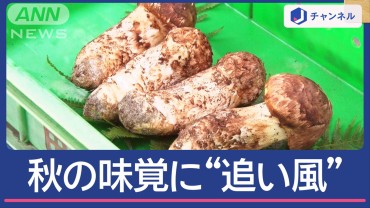 季節外れの暖かさ“うれしい誤算”秋の味覚にも追い風