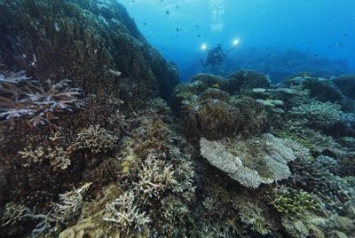 沖縄・辺野古のサンゴの移植再開　周辺で白化、8月から中断