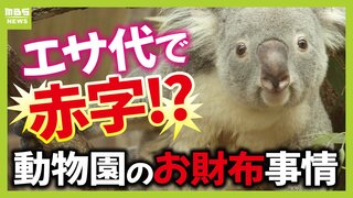 コアラのエサ代は年間1,000万円！？でも入園料収入は費用の６割...公営動物園の『お財布事情』「推し」動物への寄付にグッズを展開する園も