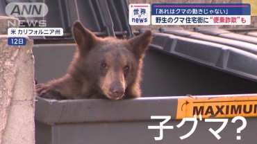 「あれはクマの動きじゃない」 野生のクマ出没相次ぎ…“便乗詐欺”も