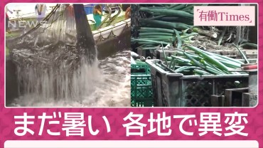 11月なのに…セミ鳴き声　鍋シーズン前に“名脇役”の価格高騰で農家悲鳴