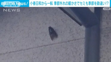 小春日和から一転　冬将軍　季節外れの暖かさでセミも季節を勘違い！？