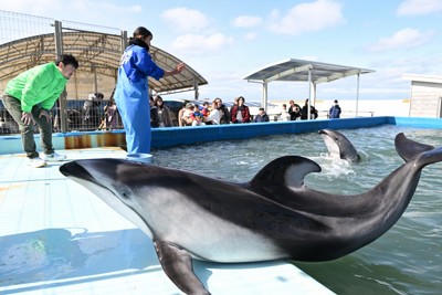 能登地震で避難のカマイルカ2頭帰郷　福井から石川へ「復興の証し」