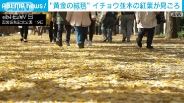 “黄金の絨毯”イチョウ並木の紅葉が見ごろ