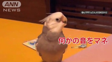 ノリノリ！頭でリズムを刻むインコさん　音マネするのは…大根おろし　なぜマネする？