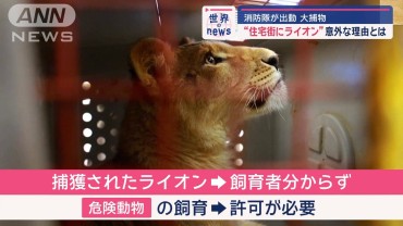 消防隊が大捕物“住宅街にライオン”意外な理由とは　メキシコ