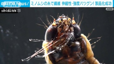 世界初！ミノムシの糸で出来た繊維を製品化「化学繊維や炭素繊維に代わる存在」