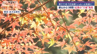 都心から1時間！　紅葉の“穴場”発見　寒さで色づき加速…見頃に！