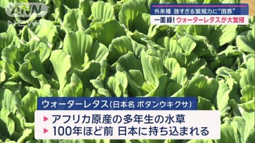 一面緑！熊本でウォーターレタス大繁殖　かつて除去した大阪の秘策は