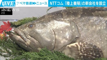 漁獲量減少の中で注目の「陸上養殖」 NTTコムが新会社立