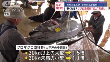 マグロ漁獲枠“拡大”見通し 大型1.5倍小型は1.1倍か　安くなる？