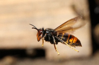 福岡でツマアカスズメバチ定着阻止　2年間調査、新たな個体確認なし