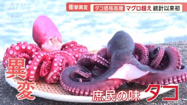 衝撃！タコがマグロの価格を上回る　統計以来初　“庶民の食材”に異変