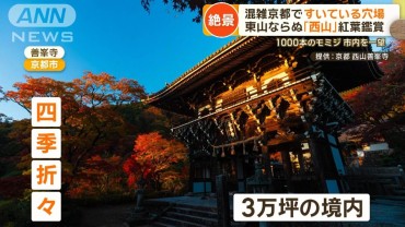 外国客で大混雑・京都で紅葉の穴場スポット3選　「西山」で絶景ゆったり