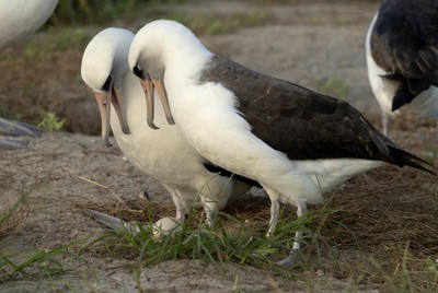 推定74歳「世界最高齢の野鳥」が産卵　コアホウドリ、米領の島で