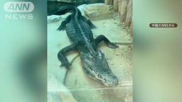 やせすぎワニ　動物園に批判殺到　中国