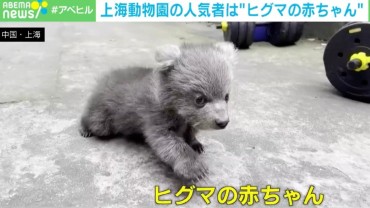 鳴き声まで可愛い！ まるでぬいぐるみ！ “ヒグマの赤ちゃん”が大人気 中国